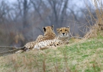 Cheetahs lying in the grass at Kansas City Zoo