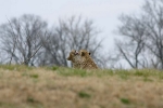 Cheetahs licking at the Kansas City Zoo