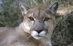 Cougar at Austin, Texas Zoo