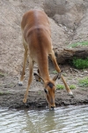 Deer at Kansas City Zoo