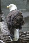Bald Eagle at Henry Doorly Zoo, Omaha, Nebraska