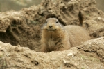Groundhog at Fort Worth Zoo