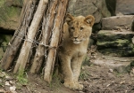 Lion Cub at Fort Worth Zoo