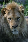 Lion at Kansas City Zoo