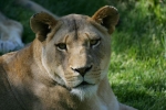 Lioness at Kansas City Zoo