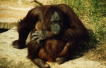 Orangutan at Kansas City Zoo 1995 (predigital)(Not for sale at this time)