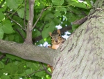 Squirrel in a tree at Powell Gardens