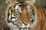 Siberian Tiger shoot in McKinney, Texas (cont.)