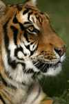 Siberian Tiger shoot in McKinney, Texas (cont.)