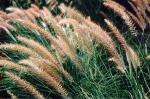 Grass at Missouri Town 1995