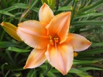 Orange flower at Powell Gardens