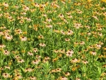 Field of Black Eyed Susans at Powell Gardens (Not for sale at this time)